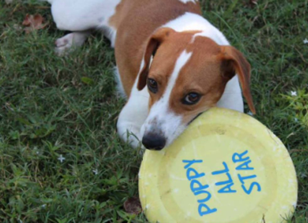 Pet of the Week is a Jack Russell-Beagle Mix From the Texarkana Animal Shelter