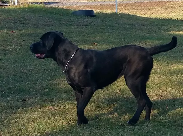 how big is a black labrador