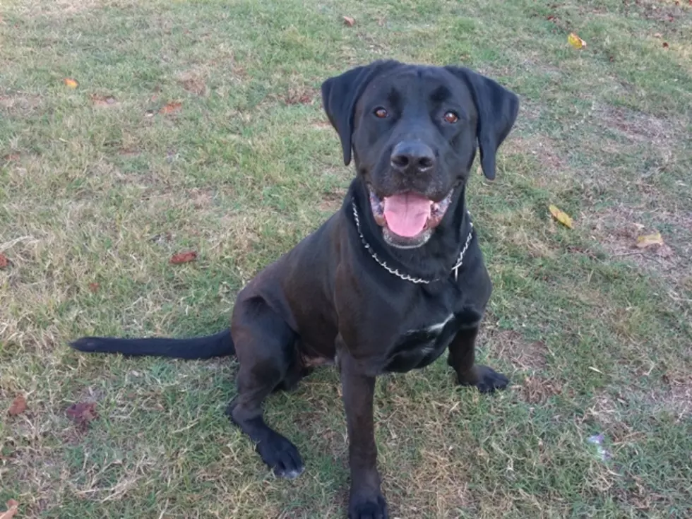 Pet of the Week is a Big Black Beautiful Labrador at the Texarkana Animal Shelter