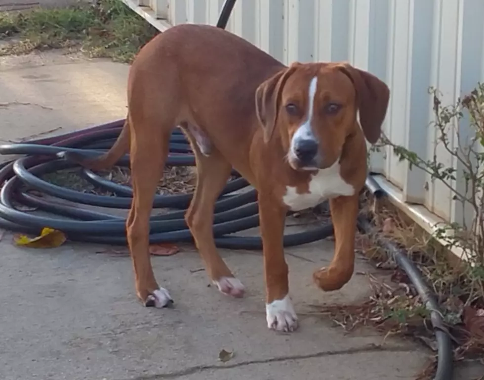 Pet of the Week is a Hound Dog at the Texarkana Animal Shelter