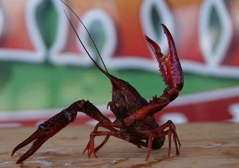 Learn How To Peel and Eat Crawfish