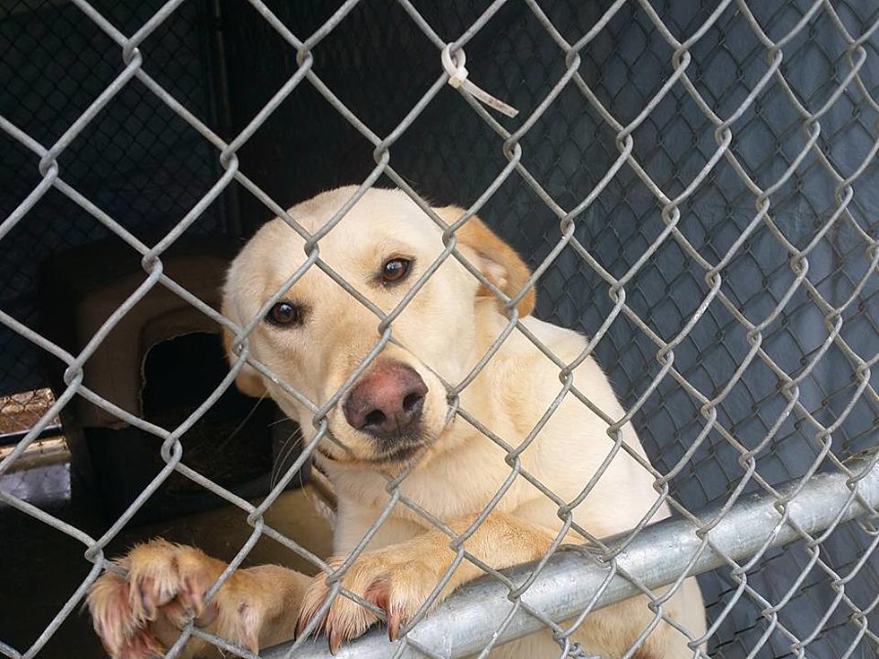 Strays and Unwanted Dogs at the Texarkana, Ark. Animal Shelter