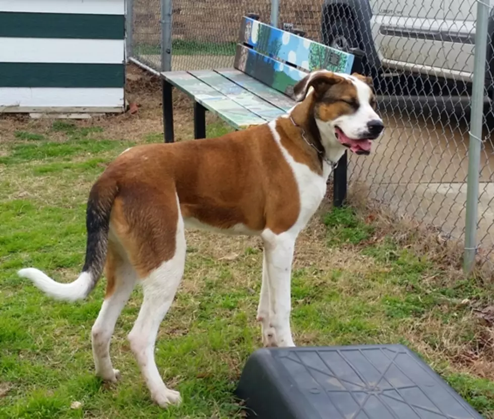 Featured Pet From the Texarkana Animal Shelter is a Boxer-Great Dane