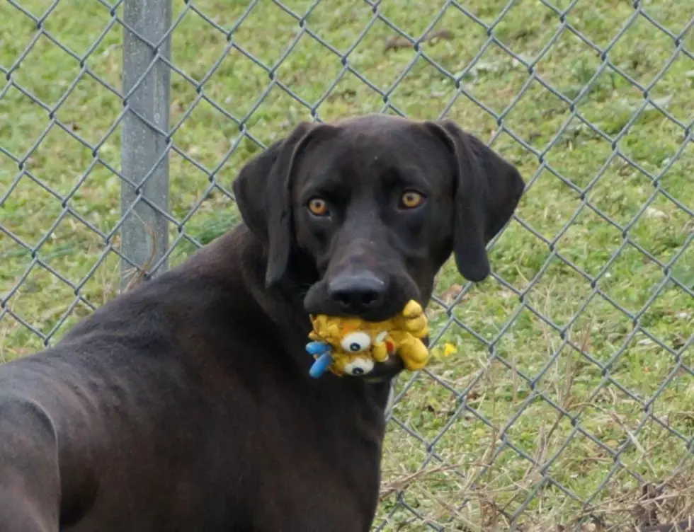 Buddy is Our Pet of the Week From the Texarkana Animal Shelter