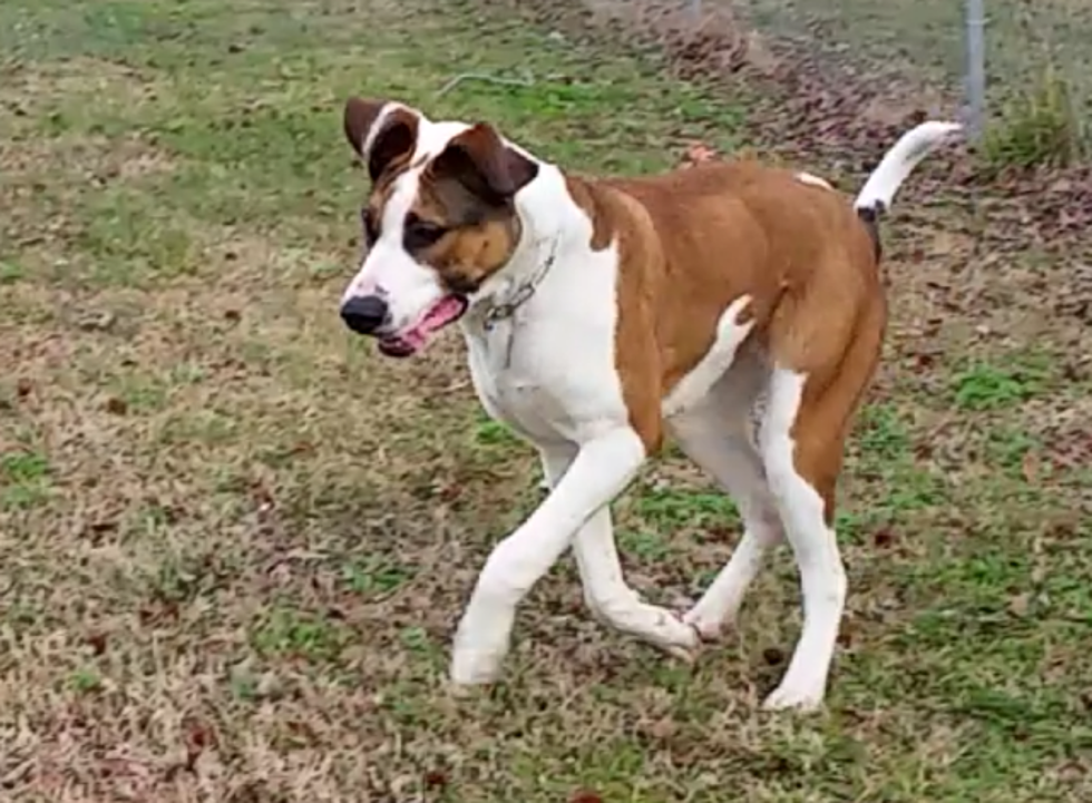 Featured Pet From the Texarkana Animal Shelter is a Boxer-Great Dane