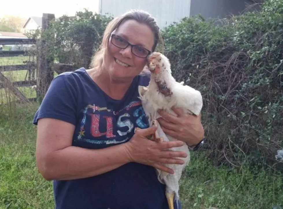 Mimi Rescues a Chicken From I-49 After It Fell Off Its Transport