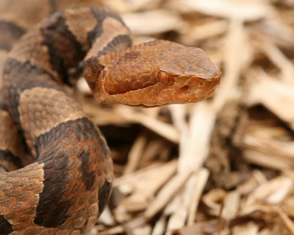 It’s Against the Law To Kill Certain Snakes In Arkansas