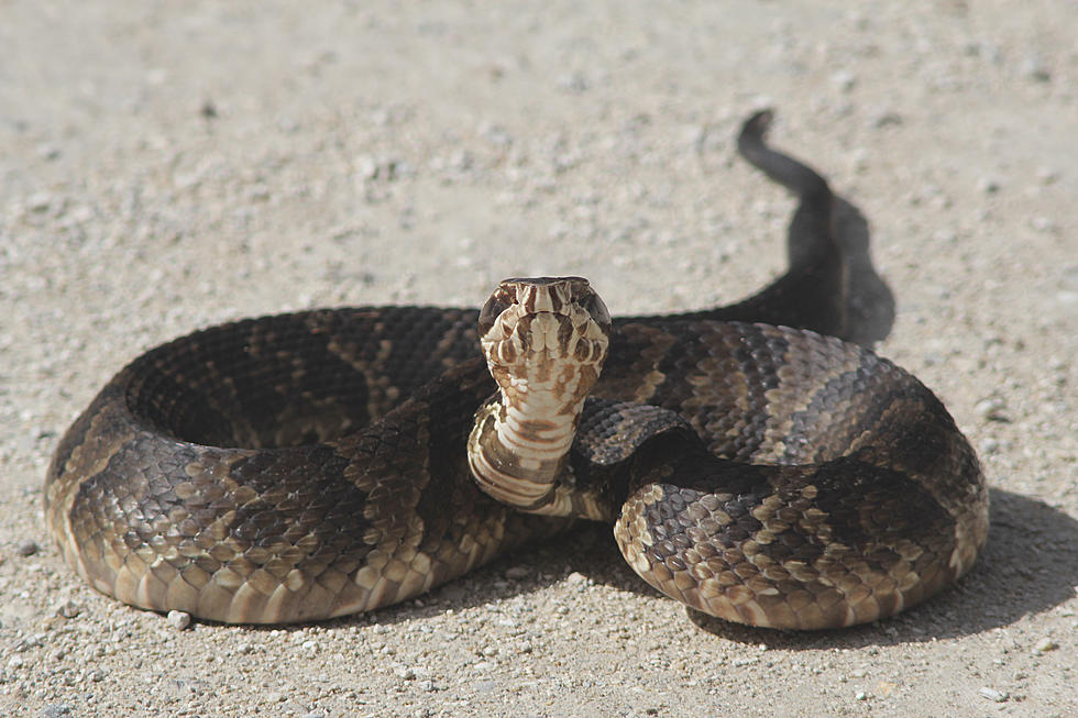 There Are Snakes In Arkansas That You Cannot Kill