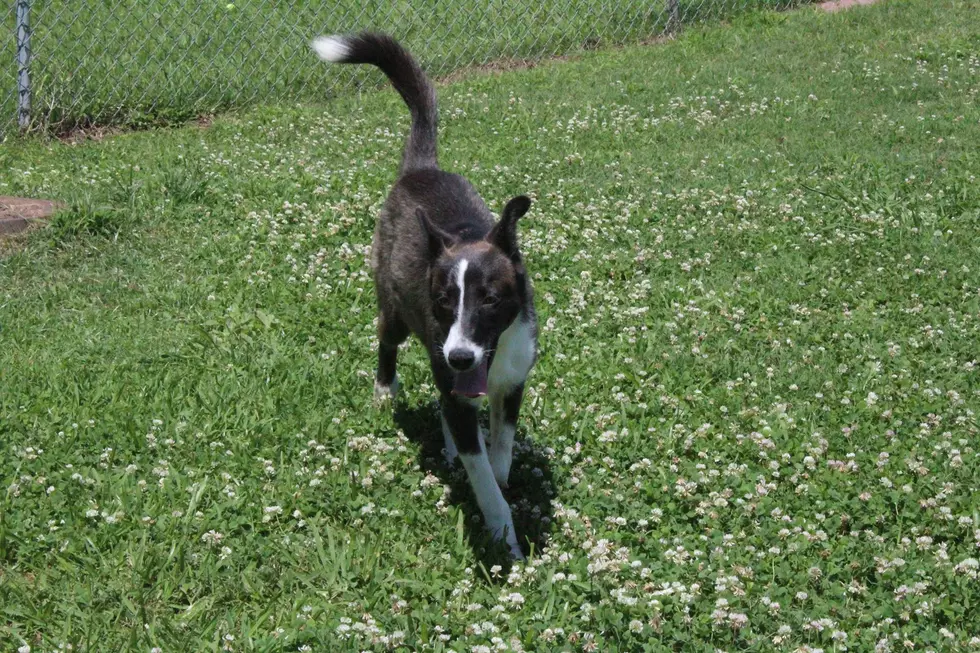 Great Family Dog For Our Animal Shelter Pet of the Week