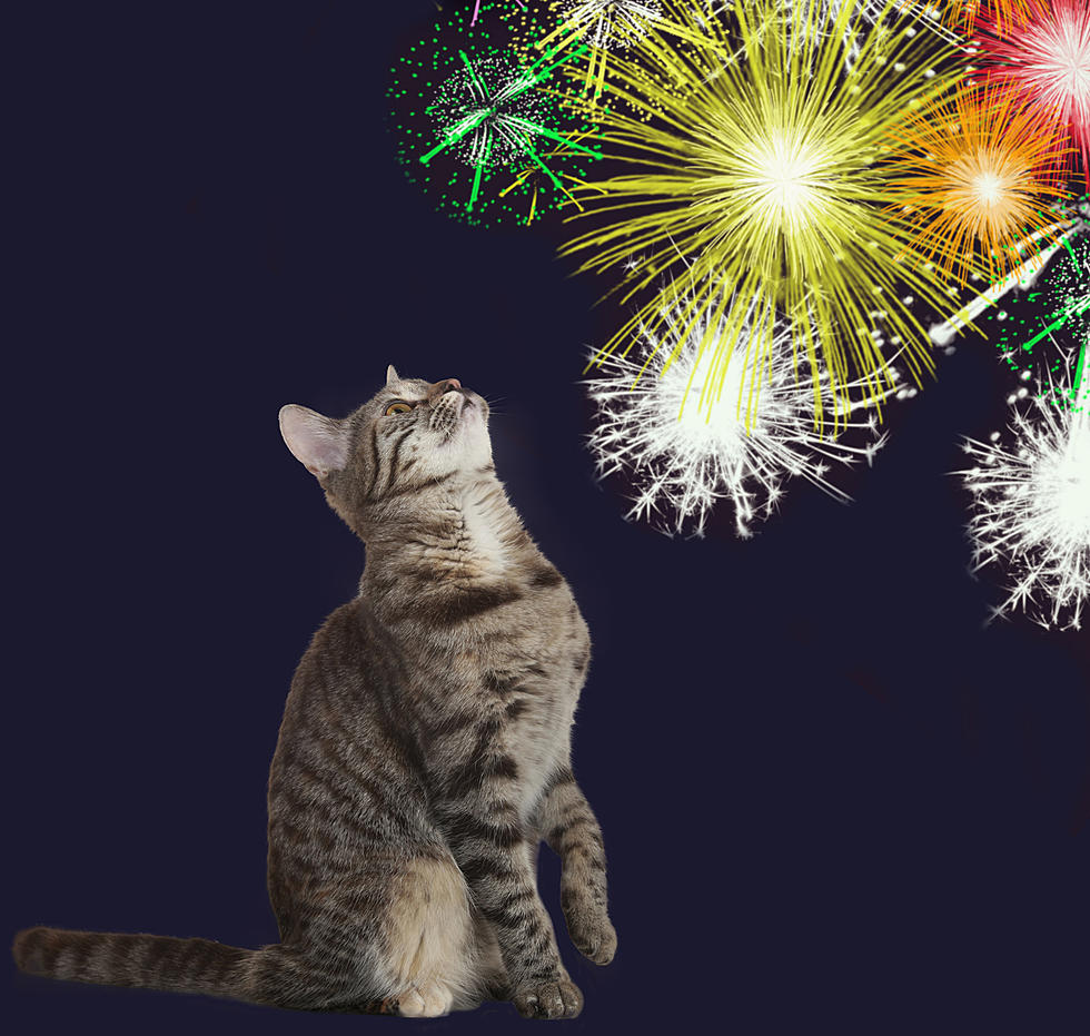 Fireworks and Pets