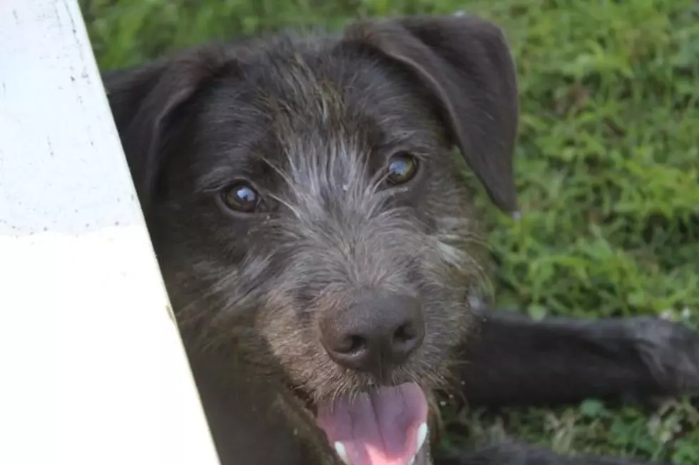Look It’s a Black and Silver Benji Dog For Our Shelter Pet of the Week