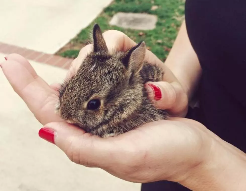 Important Information for What to Do if You Find a Baby Rabbit