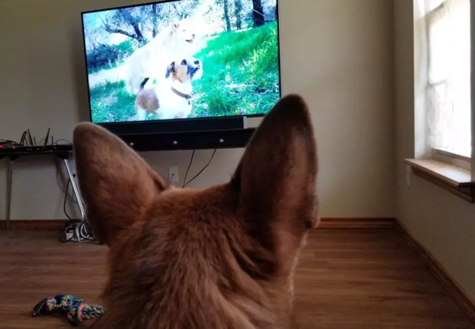Funny Dog Barks at a Video of Himself