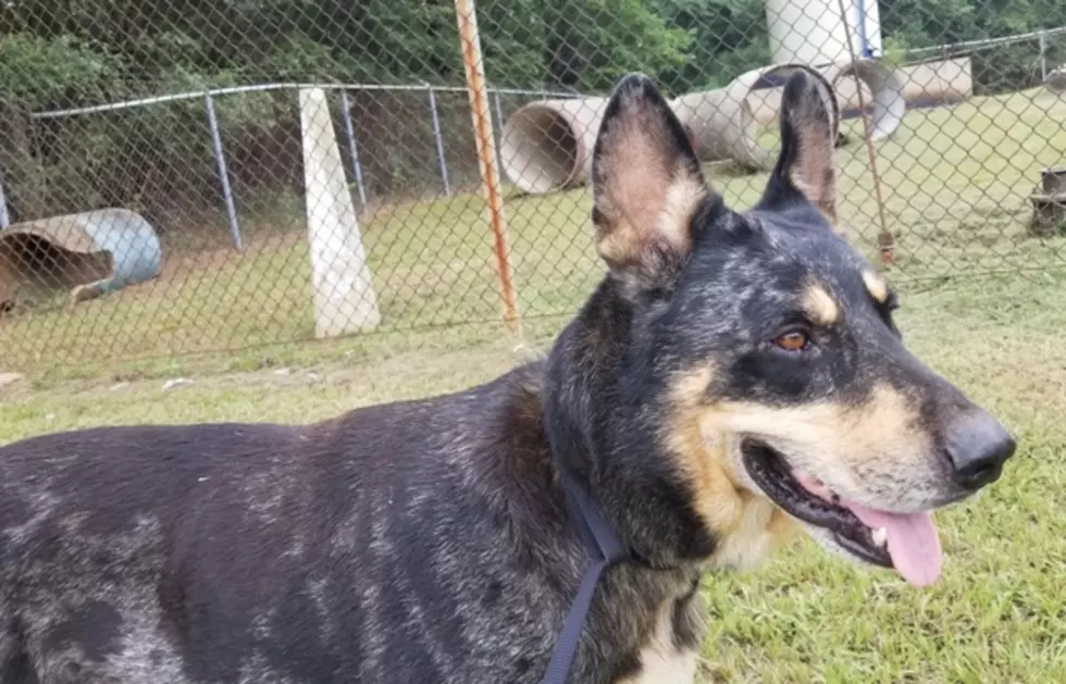 Texarkana Lake Campers Believe Dog Owner Dumped Him in The Woods