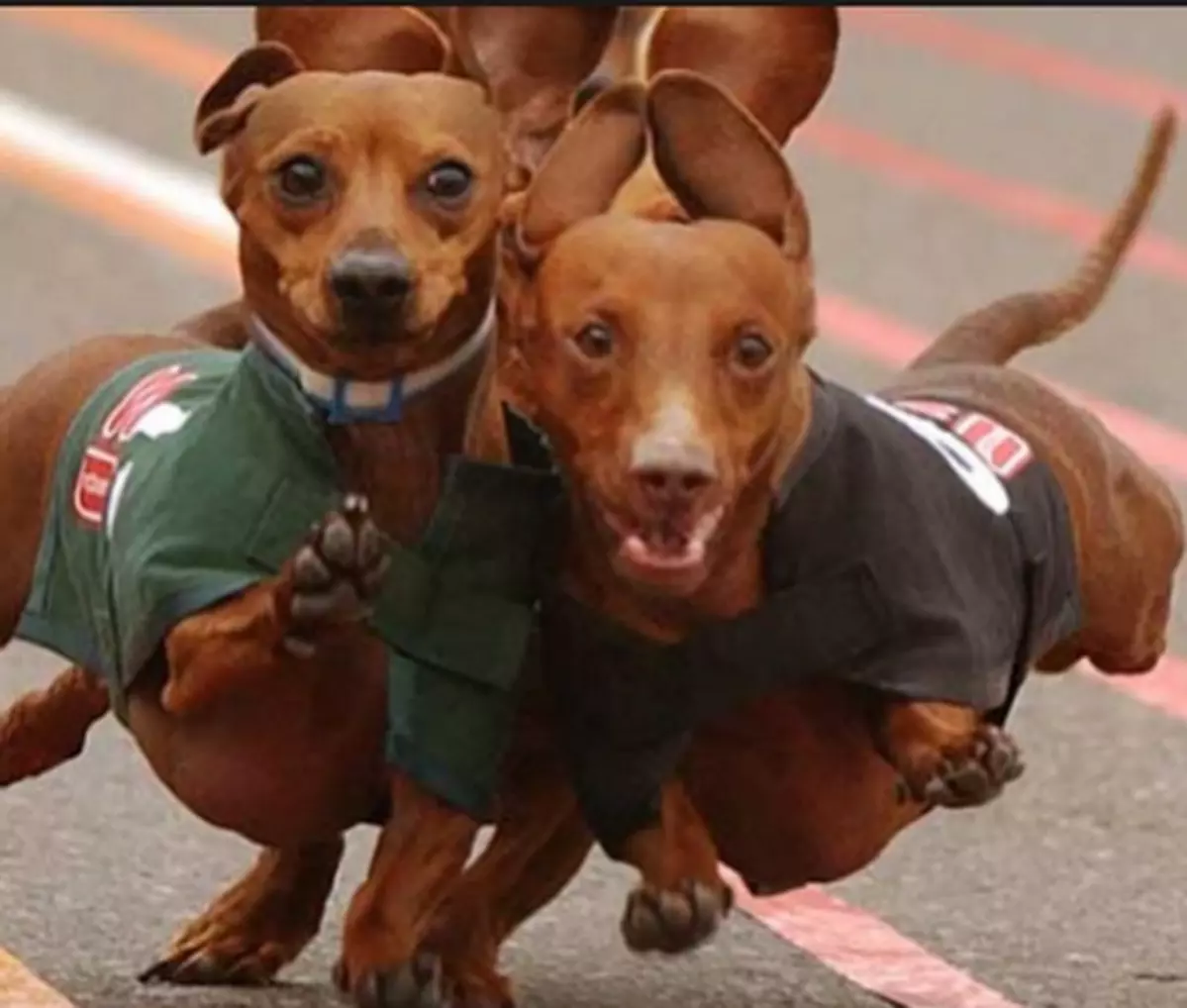 The Weenie Dogs Are Racing This Weekend In Shreveport