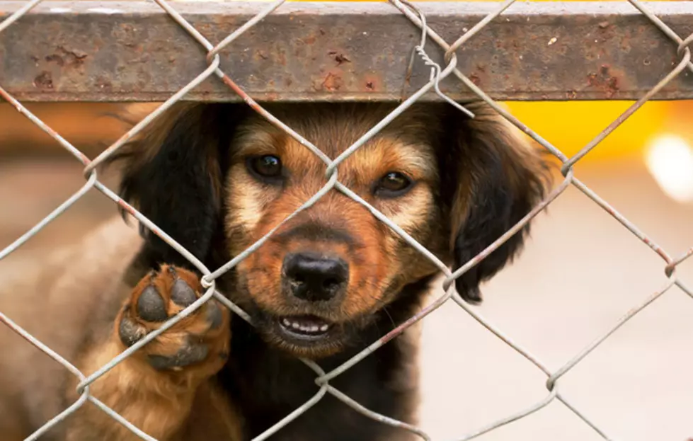 New Animal Cruelty Bill Could Make Offense A Federal Crime
