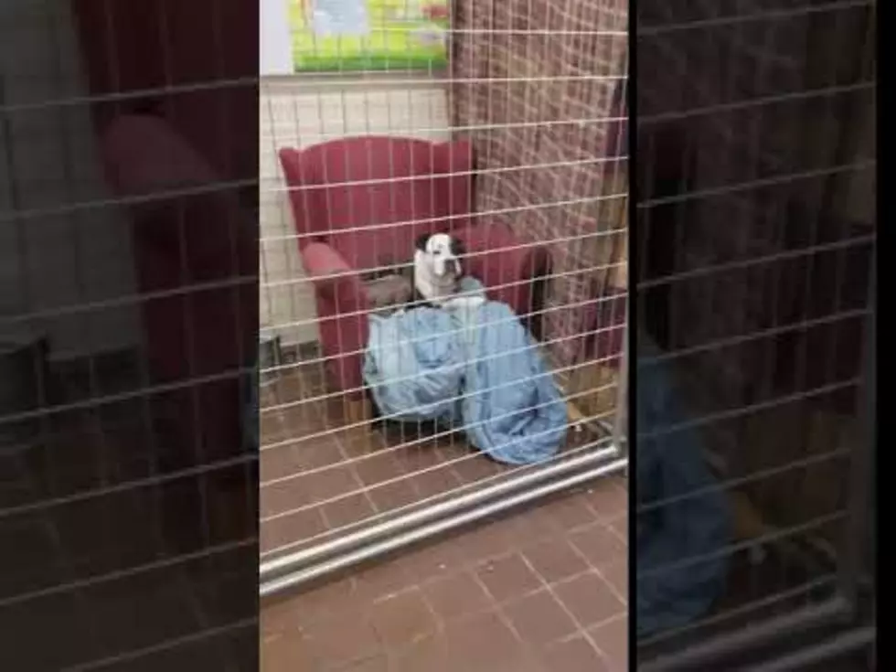 Animal Shelter Gives Every Dog Its Own Chair