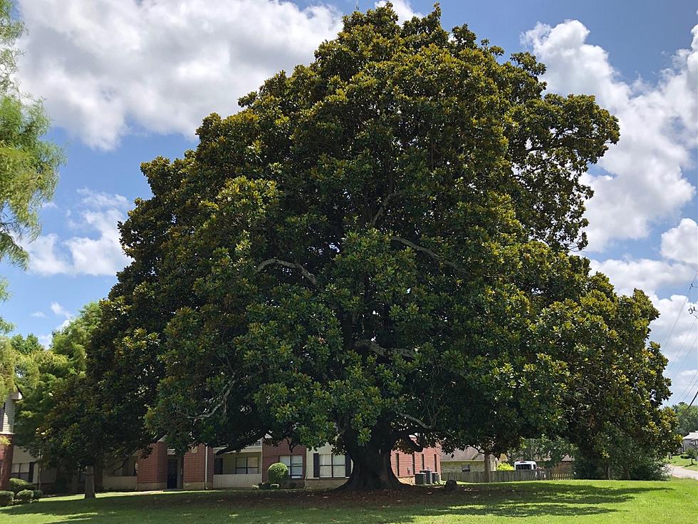 Arkansas's Largest Magnolia Tree Is In Texarkana