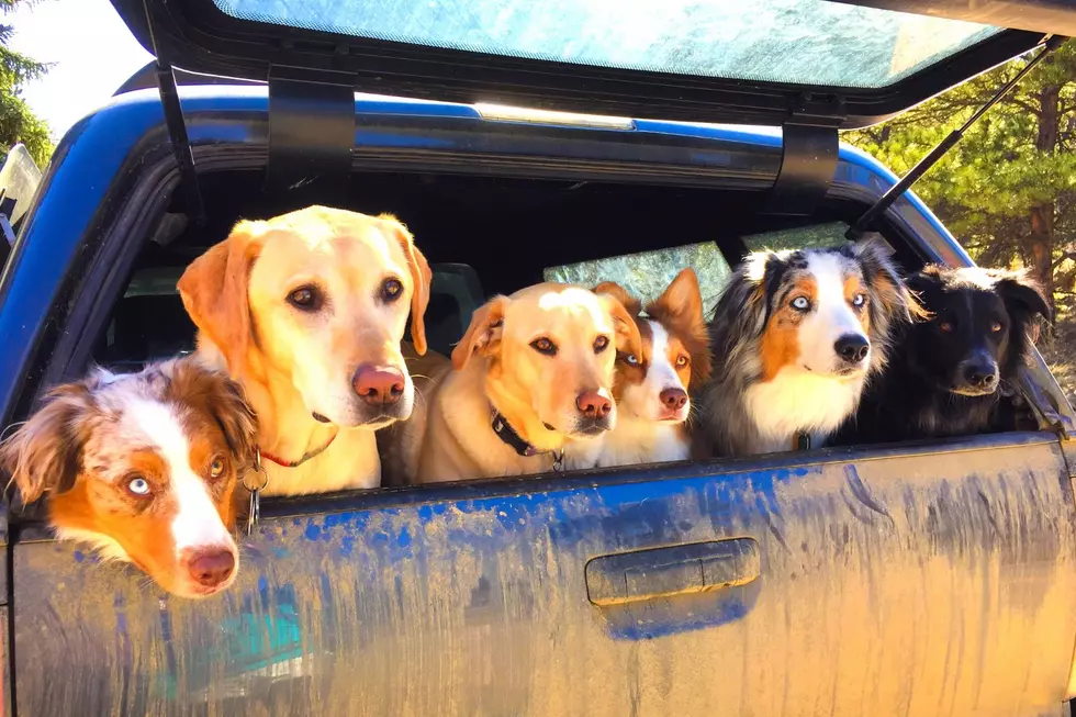 Can A Dog Legally Ride In The Bed Of A Truck In Arkansas?