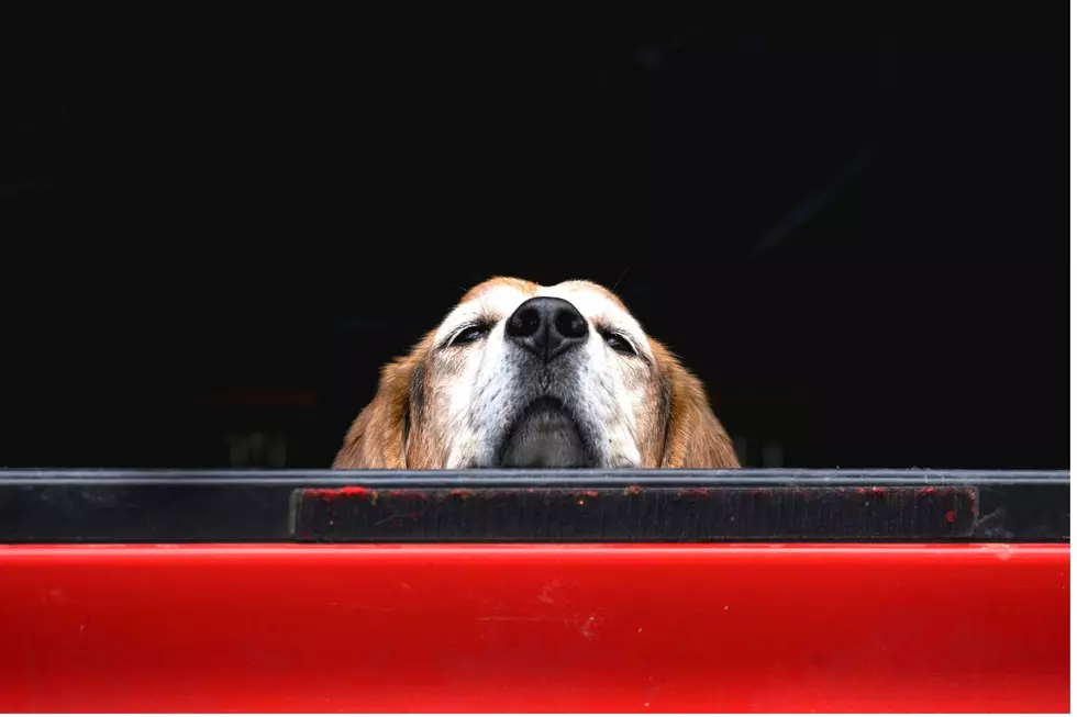 Can A Dog Legally Ride In The Bed Of A Truck In Arkansas?