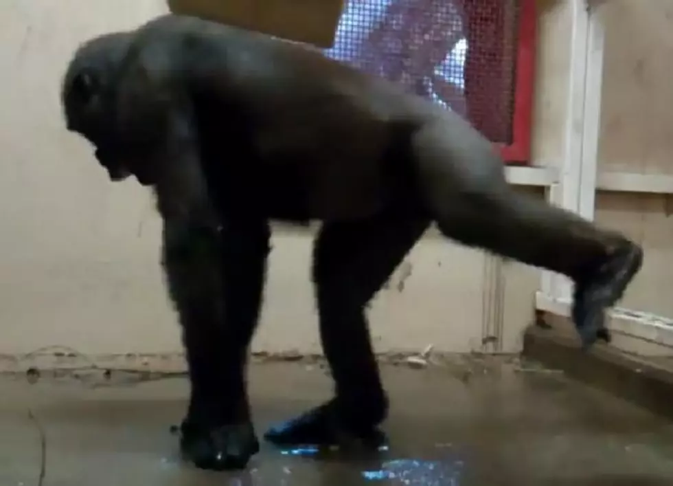 The Calgary Zoo&#8217;s New Ad Features a &#8216;Breakdancing&#8217; Gorilla