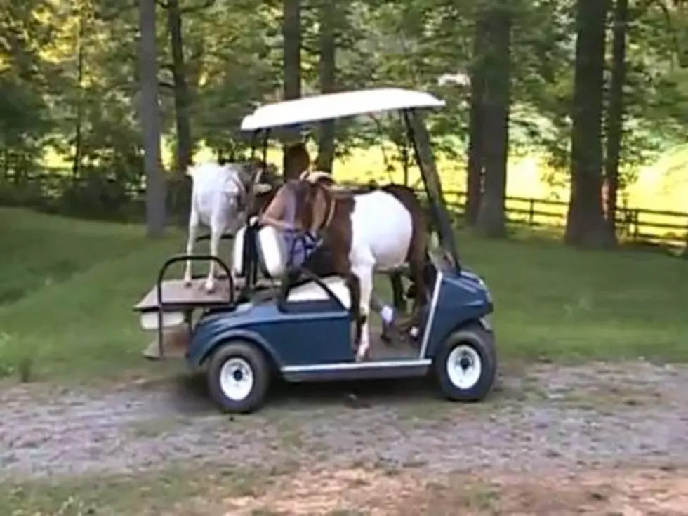 Goats Ride Around in Owner&#8217;s Golf Cart Like Loyal Dogs [VIDEO]