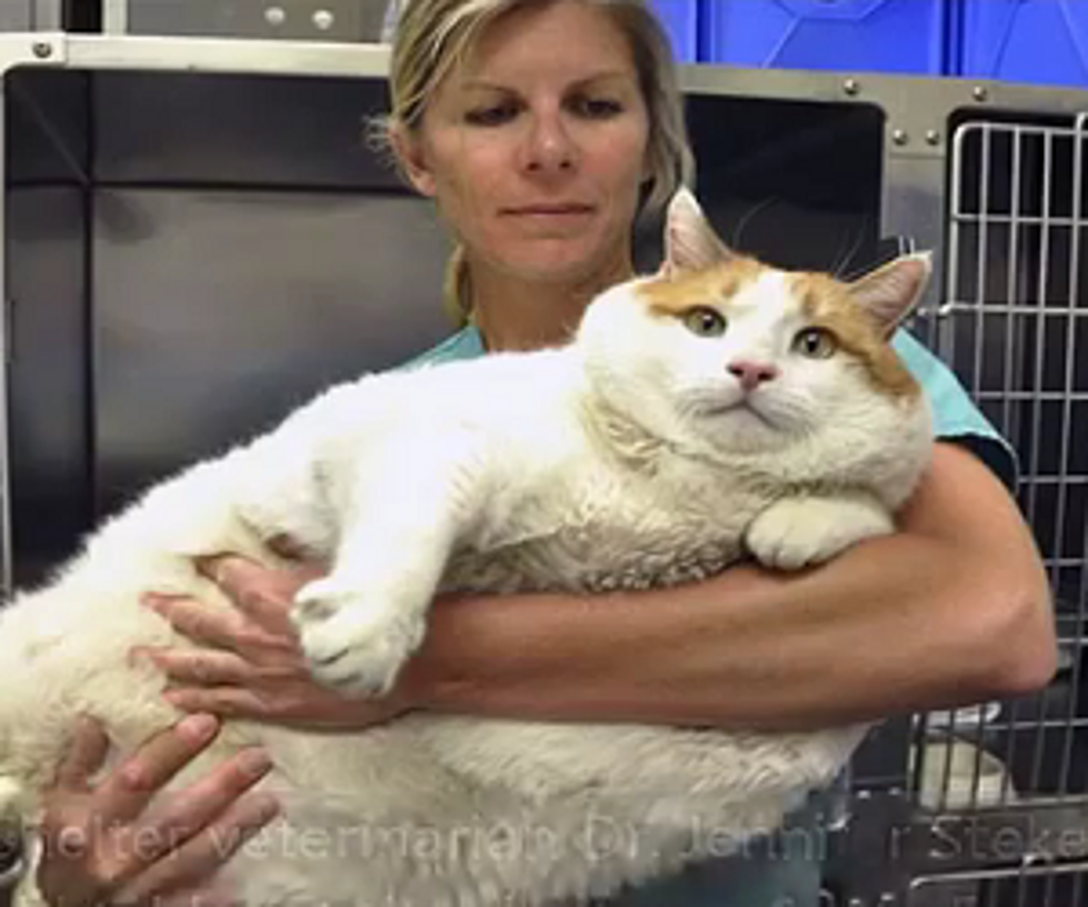 Fat Cat &#8216;Meow&#8217; Weighs 39-Lbs, Owner Couldn&#8217;t Keep It