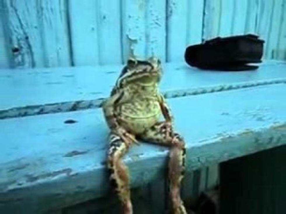 Frog Sits Like a Human And Watches The World go by [VIDEO]
