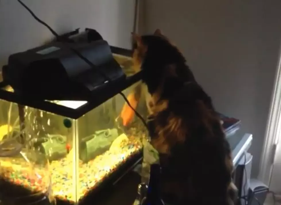 Cat Versus Fish: Which One Wins? [VIDEO]
