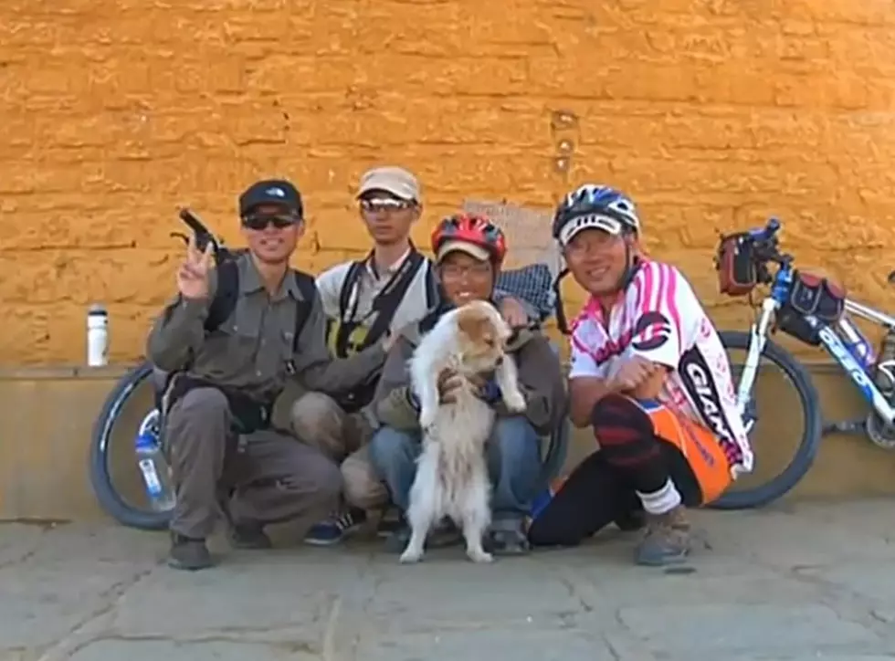 Stray Dog Completes 1,100 Mile Journey with a Group of Cyclists [VIDEO]