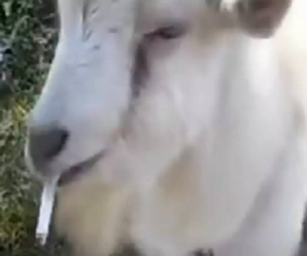 The Latest Viral Video Lighting Up Youtube &#8220;Smoking Goat&#8221;[VIDEO]