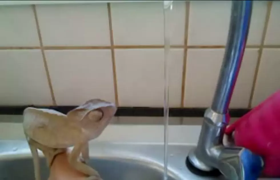 Amazing Pet Lizard Trick [VIDEO]