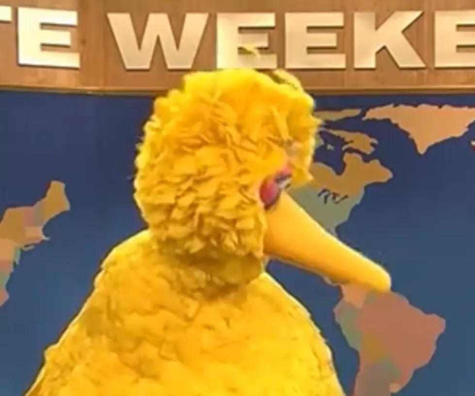 Big Bird Makes SNL Appearance After Romney Debate Name-Drop