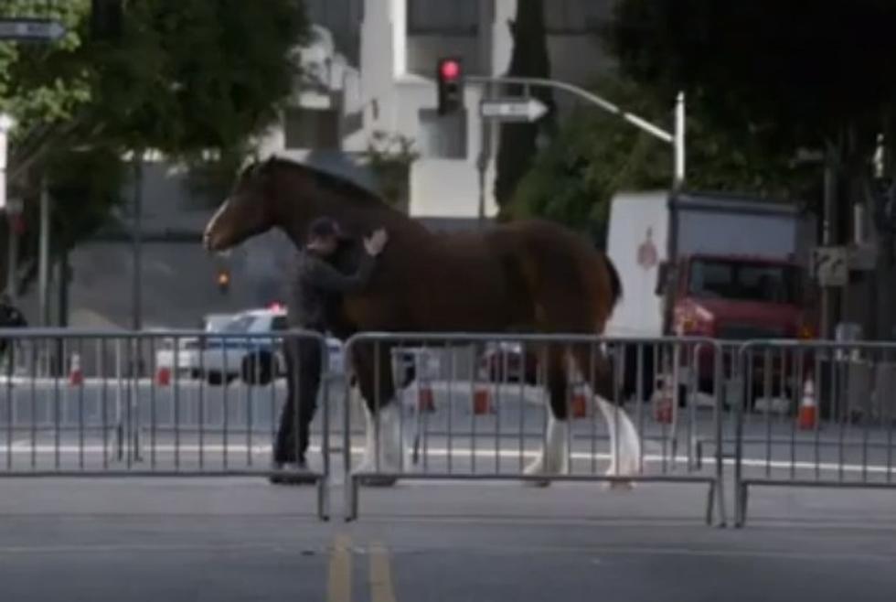 Budweiser Should Name the Clydesdale &#8216;CLETUS&#8217; [VIDEO]