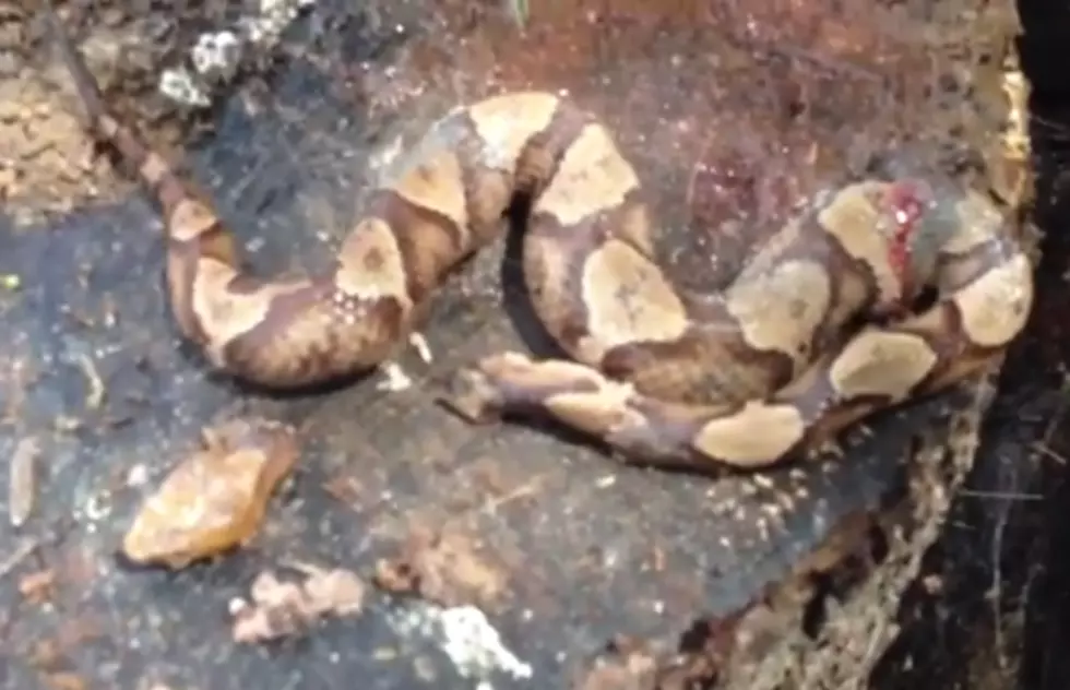 Headless Copperhead Snake Bites Itself [VIDEO]