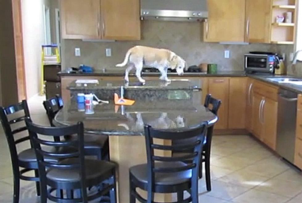 Watch this Brilliant Beagle Find a Way to Get Some Chicken Nuggets from a Hot Toaster Oven [VIDEO]
