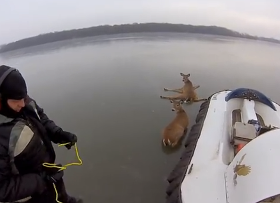 Father and Son Rescue Deer Stranded on an Icy Lake with a Hovercraft [VIDEO]
