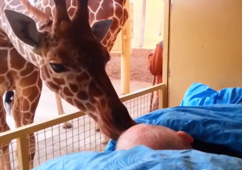 Dying Zoo Employee Gets Last Wish and a Loving Goodbye from Giraffe [VIDEO]