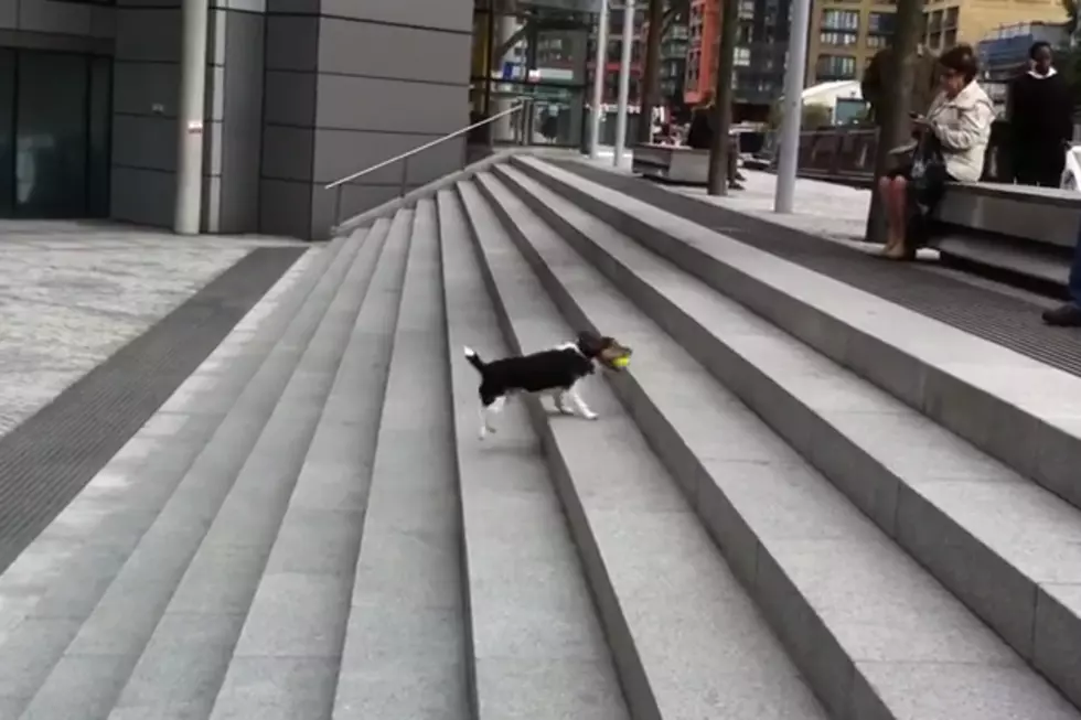 Brilliant Dog Plays Fetch With Himself [VIDEO]