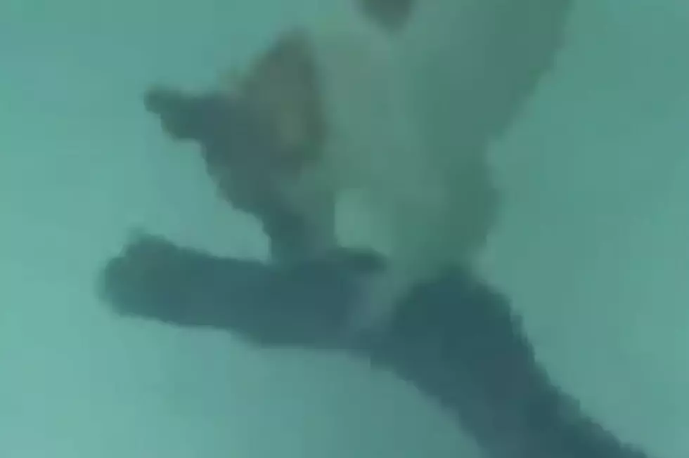 Watch this Dog Dive Down Deep and Catch a Huge Catfish [VIDEO]