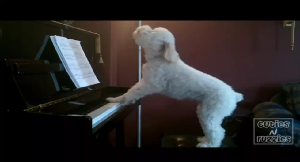 Talented Dog Plays Piano And Sings! [VIDEO]