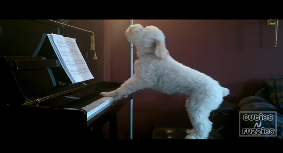 Talk about a Talented dog!