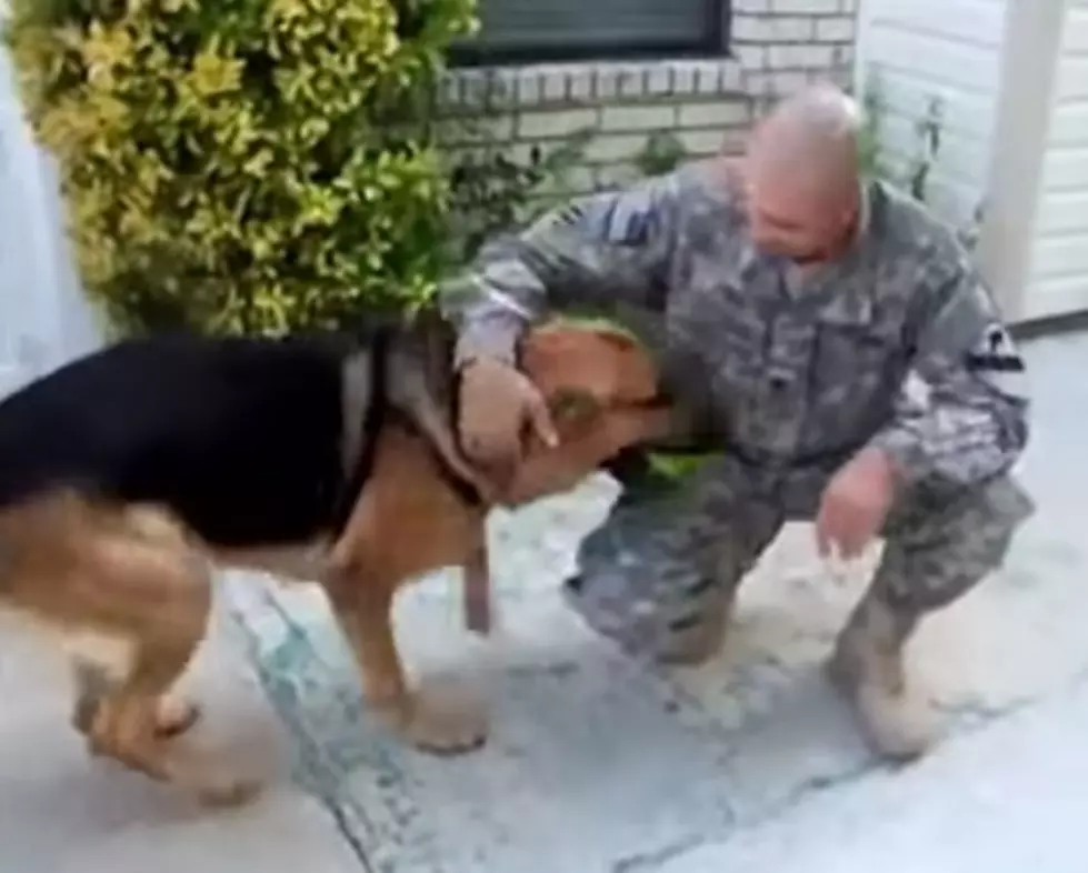 Dog Retrieves Toy to Find a Very Special Surprise [VIDEO]