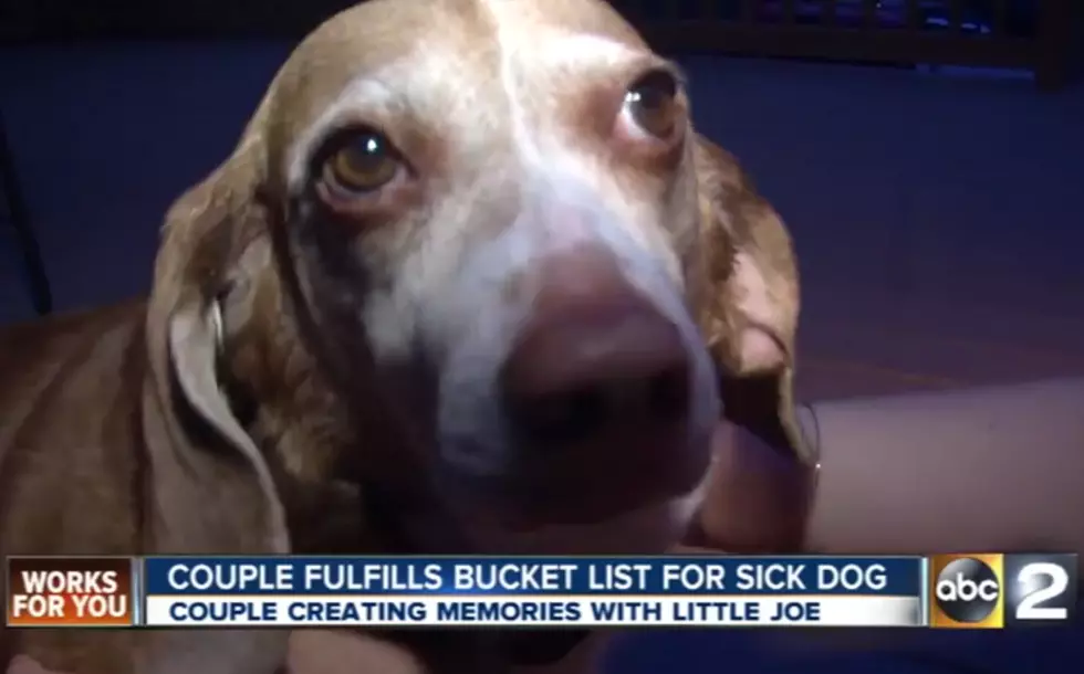 This Sick Beagle&#8217;s Bucket List is So Sweet [VIDEO]