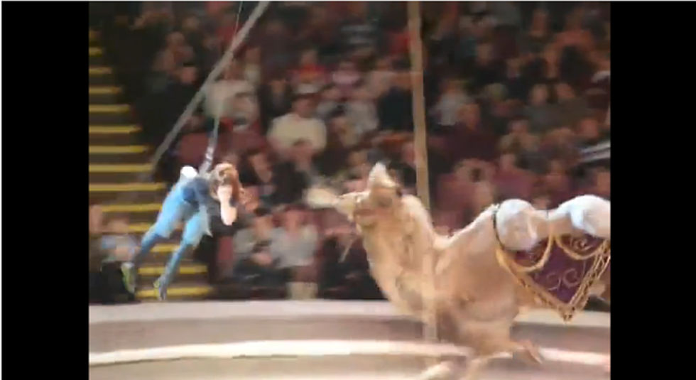 Hilarious Video! Woman Rides a Russian Circus Camel And Splits Her Pants [VIDEO]