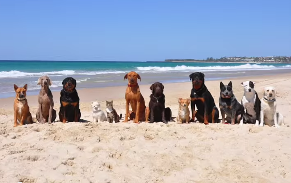 A Truck Load of Dogs and One Cat at the Beach Having a BLAST [VIDEO]