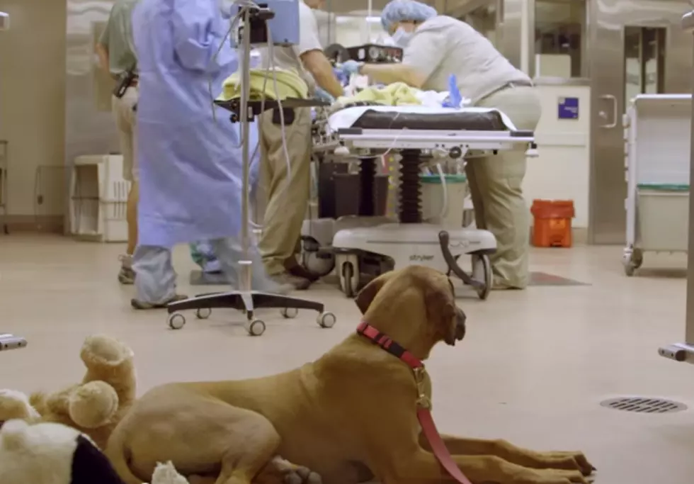 Loyal Dog Stays by Unlikely Friend’s Bedside During Operation [VIDEO]