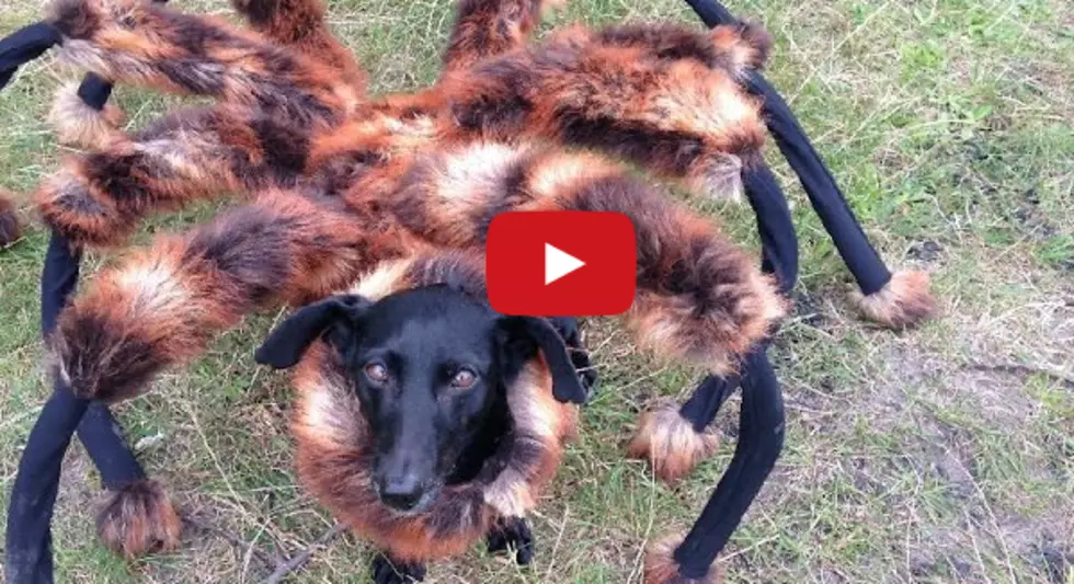 giant dog spider! Yikes!