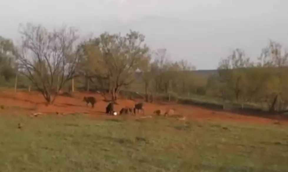 Feral Hog Problem? Not Anymore! [GRAPHIC VIDEO]