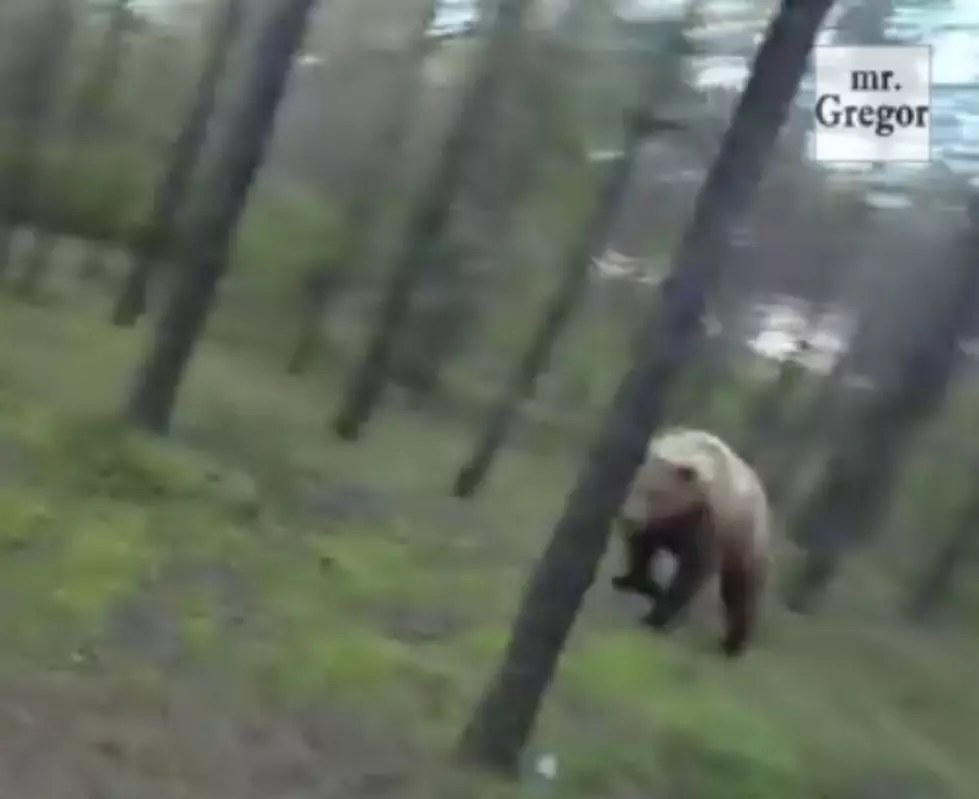 GoPro &#8211; Attacked by a Bear [VIDEO]